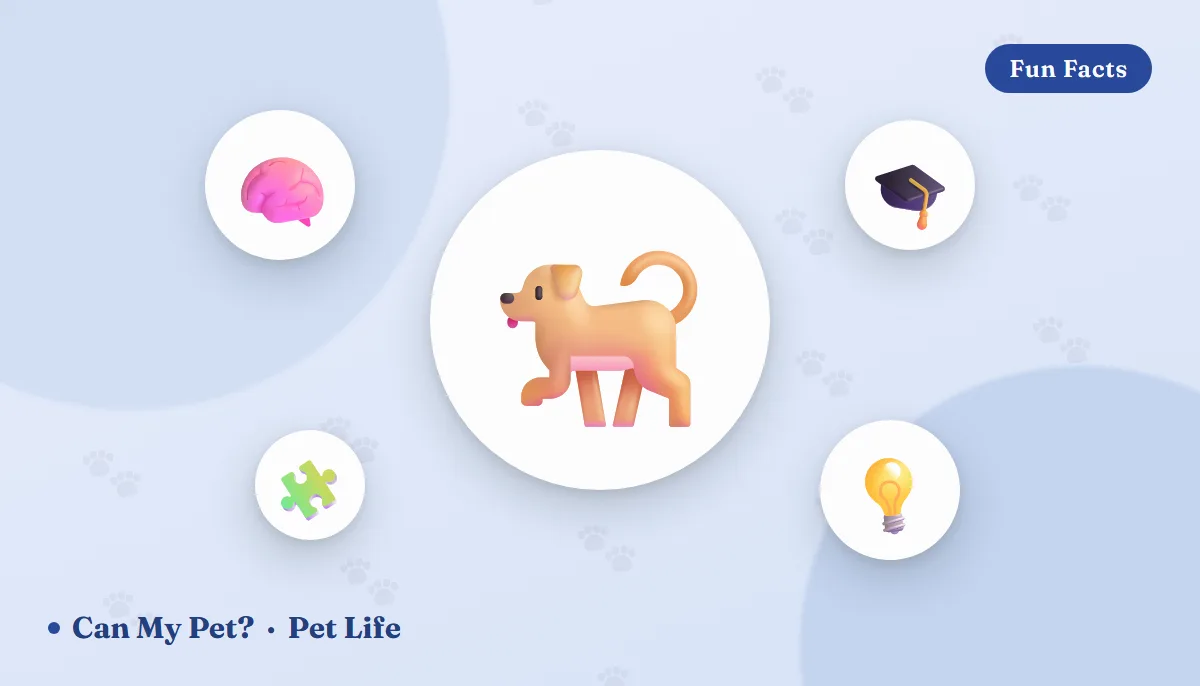 How Smart Is My Dog? Intelligence Types, Breed Rankings & Signs