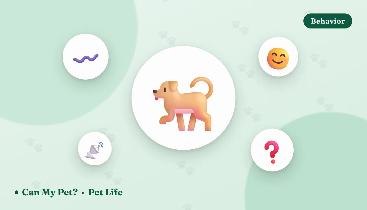 Why Do Dogs Wag Their Tails? What the Wag Actually Means